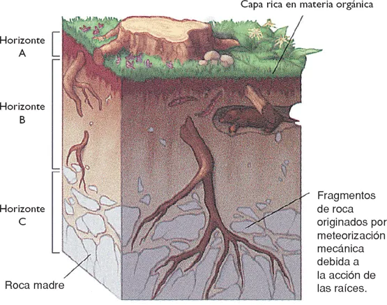 El Paisaje Como Espejo del Alma: EVOLUCIÓN DE LOS SUELOS