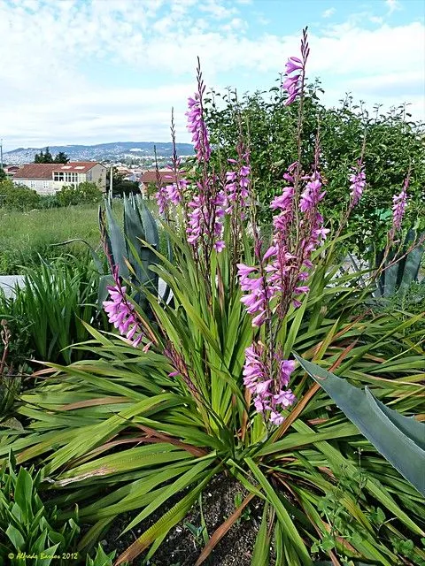 Paisaje con flores | Flickr - Photo Sharing!