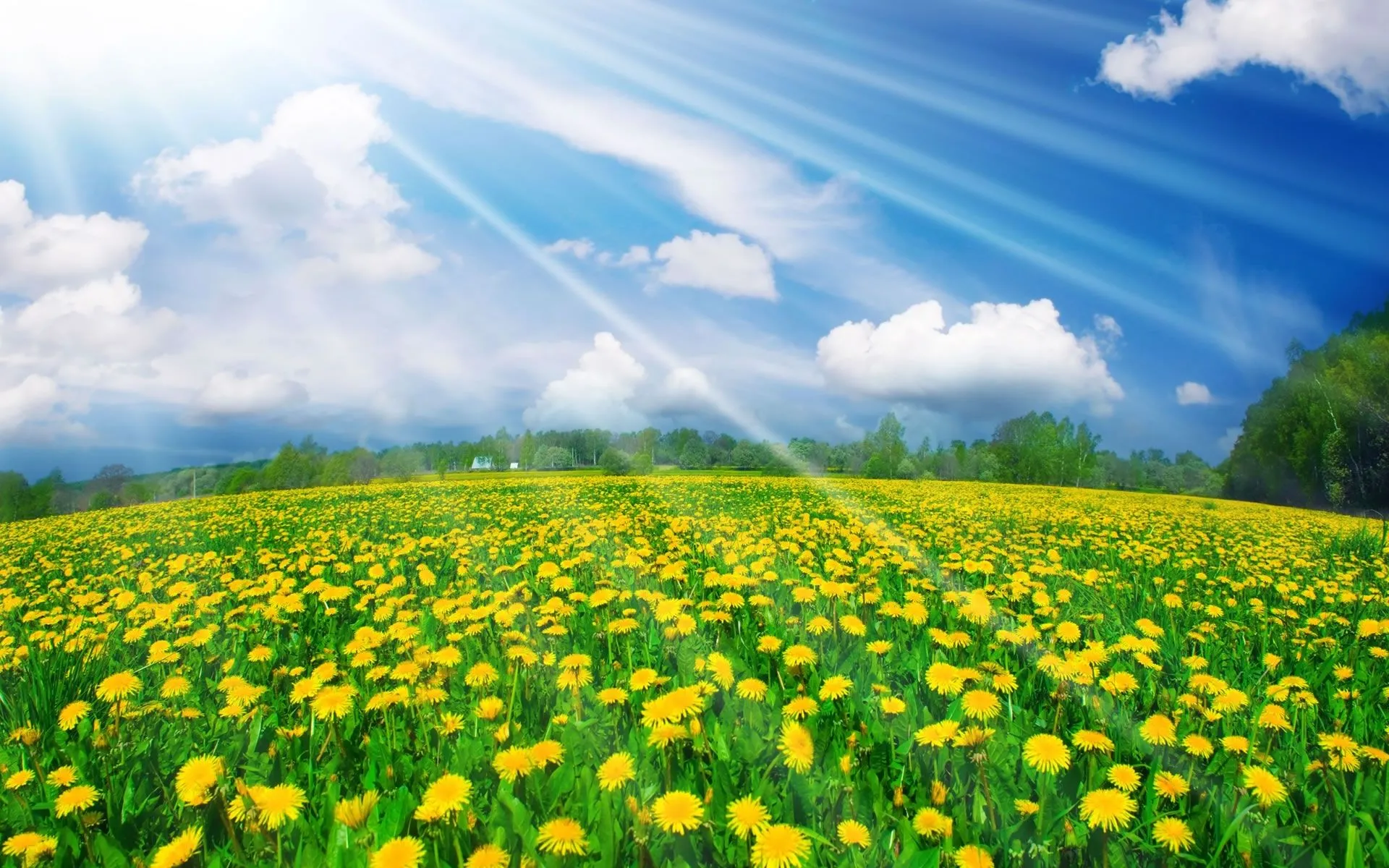 Paisaje con Flores - Wallpapers