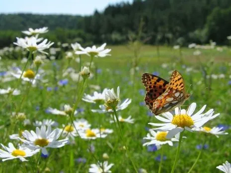 Paisaje con mariposa - Imagui