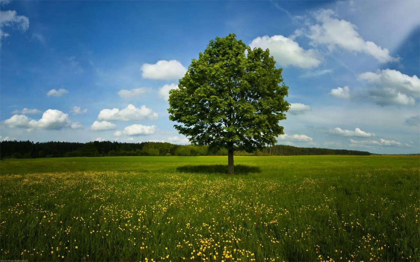 Paisaje natural - Arbol solitrio en pradera - Wallpapers HD ...