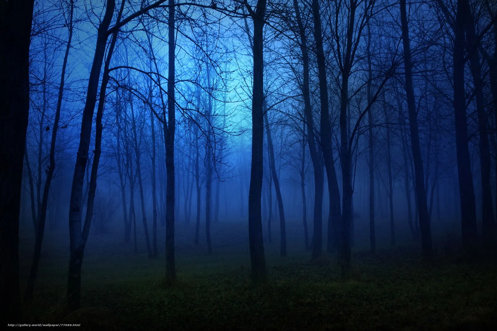  paisaje, noche, bosque, los árboles, la luz, el miedo a la luna, la ...