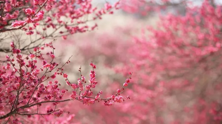 PAISAJE ROSA | Flores | Pinterest