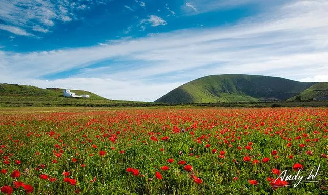 Paisaje rural con amapolas en Lanzarote | Flickr - Photo Sharing!