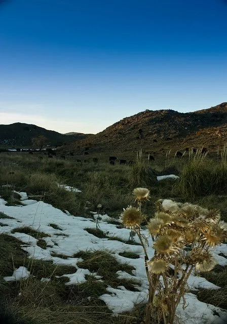 paisaje con vacas y girasoles | Flickr - Photo Sharing!