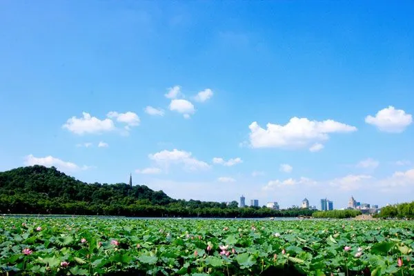 El paisaje veraniego de la flor de loto en el Lago del ...