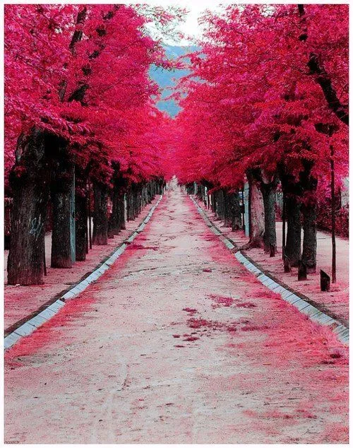 Paisaje/Arboles/Rosa/Fucsia/Naturaleza | Fotografia | Pinterest