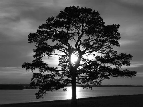 Dibujos de paisajes en blanco y negro - Imagui