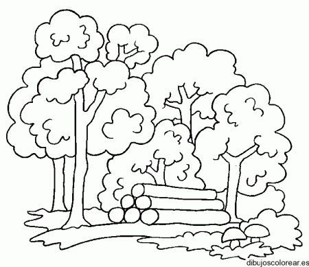 Paisajes de bosques para colorear - Imagui