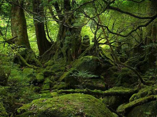 Paisajes de Bosques y Selvas - Bellos Paisajes de la Naturaleza ...