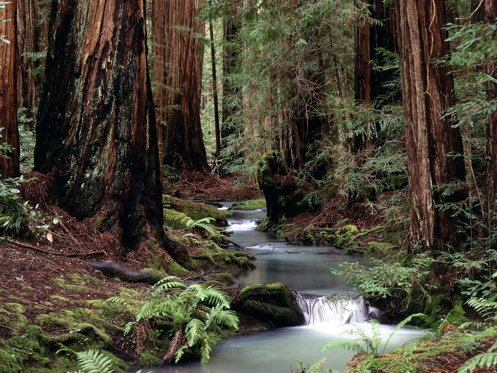 Hermosos y Soprendentes Paisajes de Bosques y Selvas