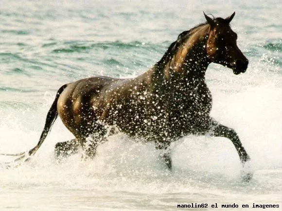 Caballos corriendo por la playa - Imagui