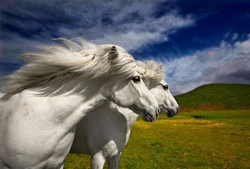 Paisajes con caballos blancos - Imagui