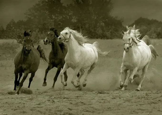 Paisajes con caballos corriendo - Imagui