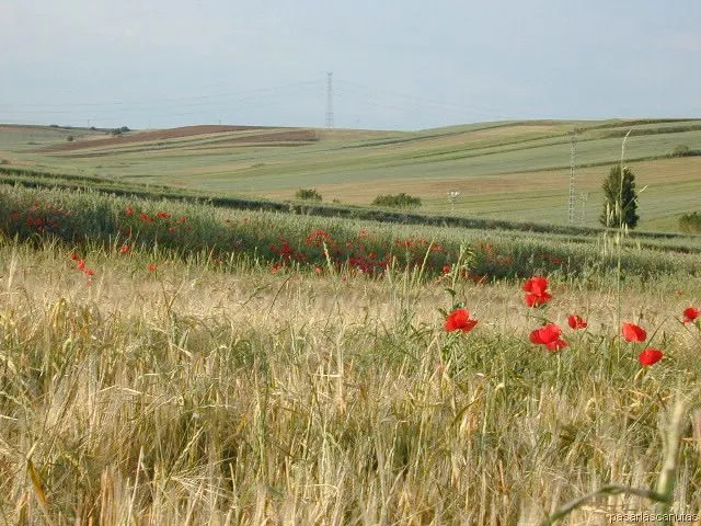 Paisajes de campos - Imagui