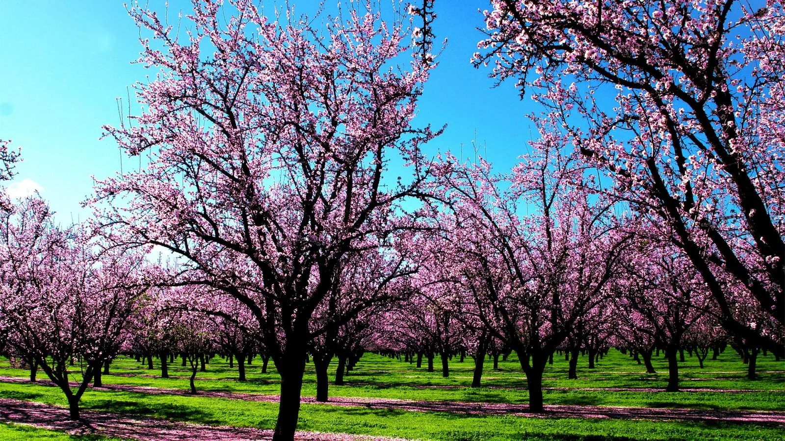 paisajes-de-primavera-para-fondo-de-pantalla | simadesollozos