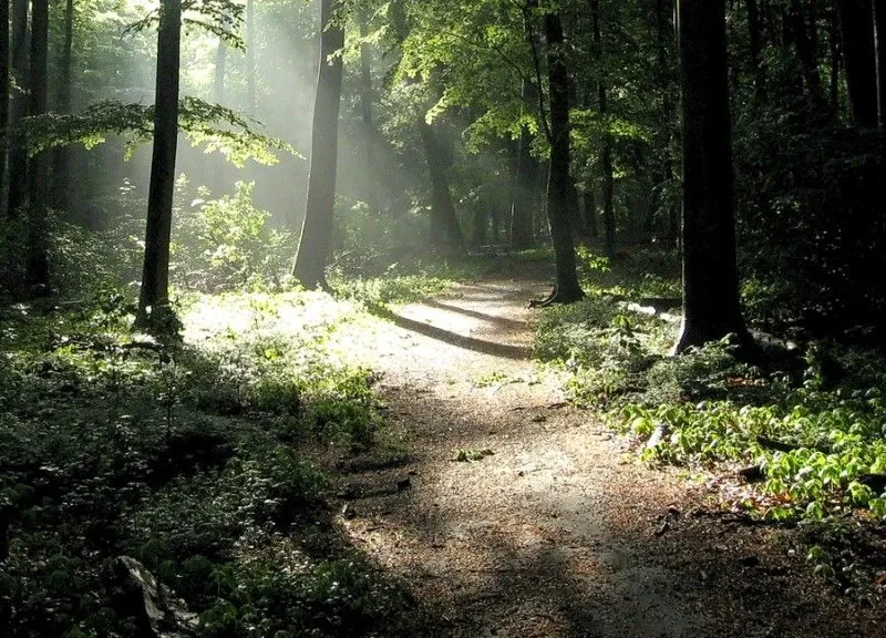 Paisajes de Ensueño: Paisajes de bosques