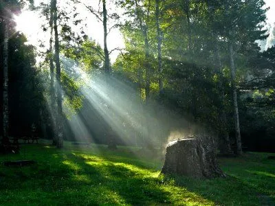 Paisajes de Ensueño: Paisajes de bosques