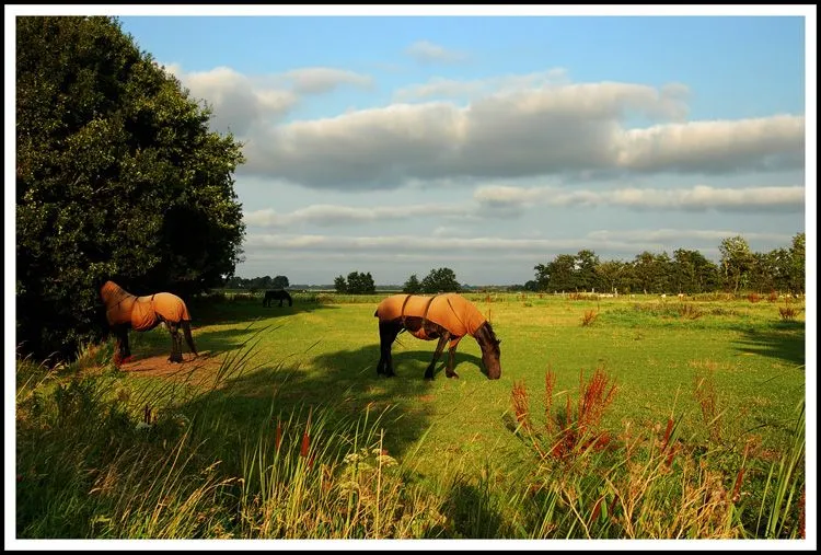 Paisajes de Ensueño: Paisajes de Holanda