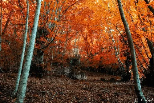 Paisajes de Ensueño: Paisajes de Otoño