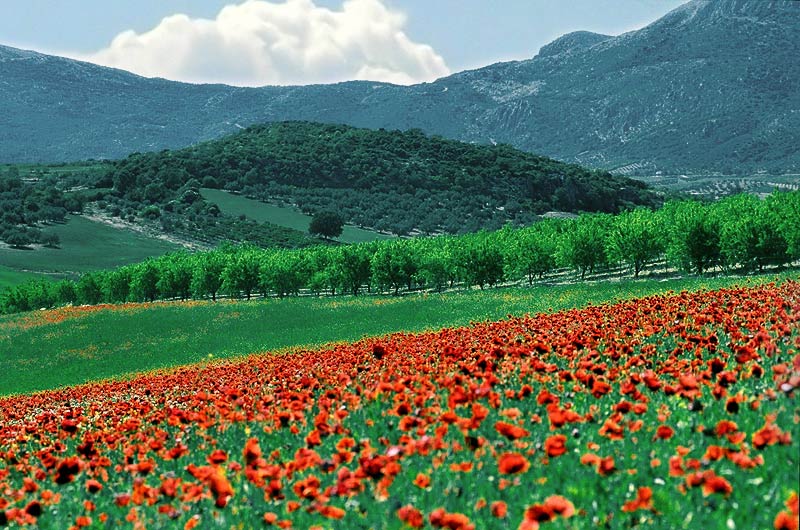 Paisajes de Ensueño: Paisajes Rojos