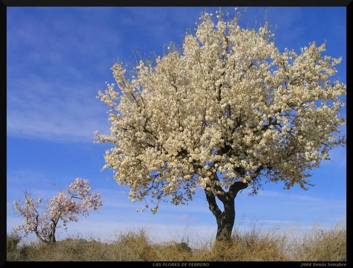 Paisajes - Las Flores de Febrero - El Almacén de Fotografías Libres