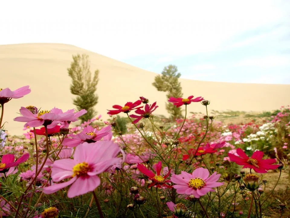 Paisajes de flores - Fotografias y fotos para imprimir