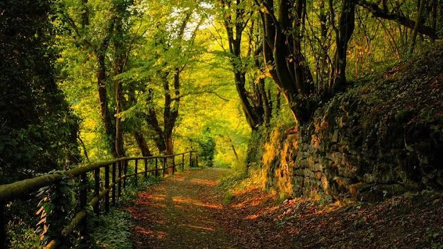 Wallpapers HD: 47 Wallpapers de Arboles, naturaleza - Fondos de ...