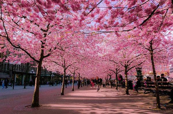 Paisajes hermosos de la flor del cerezo por todo el mundo CCTV ...