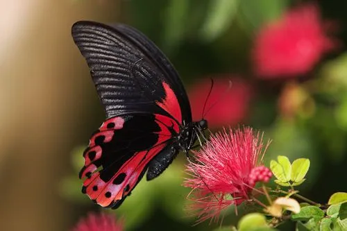 Las Mariposas