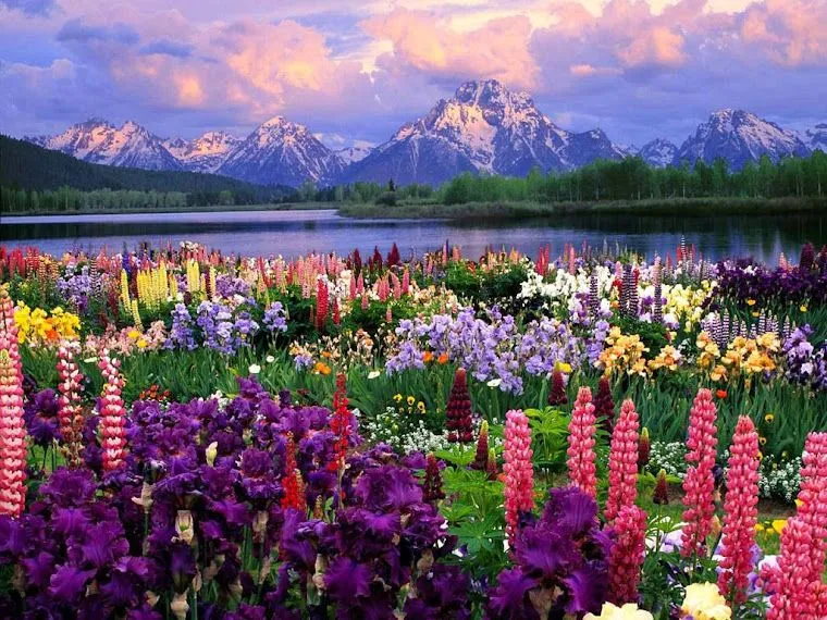 Paisajes hermosos de la naturaleza con flores - Imagui