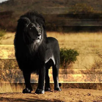 Paisajes Increíbles on Twitter: "Este es el último y único león ...