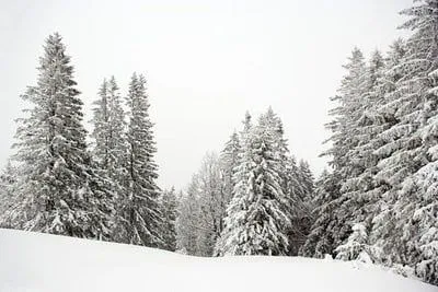 paisajes invernales los árboles