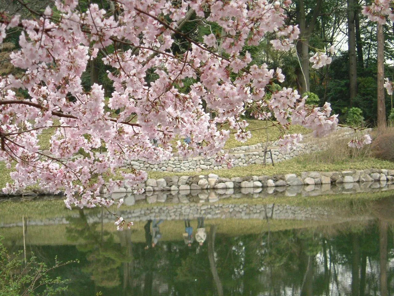 Paisajes Japoneses Cerezos