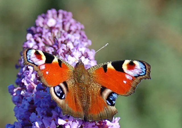 Paisajes con mariposas y flores - Imagui