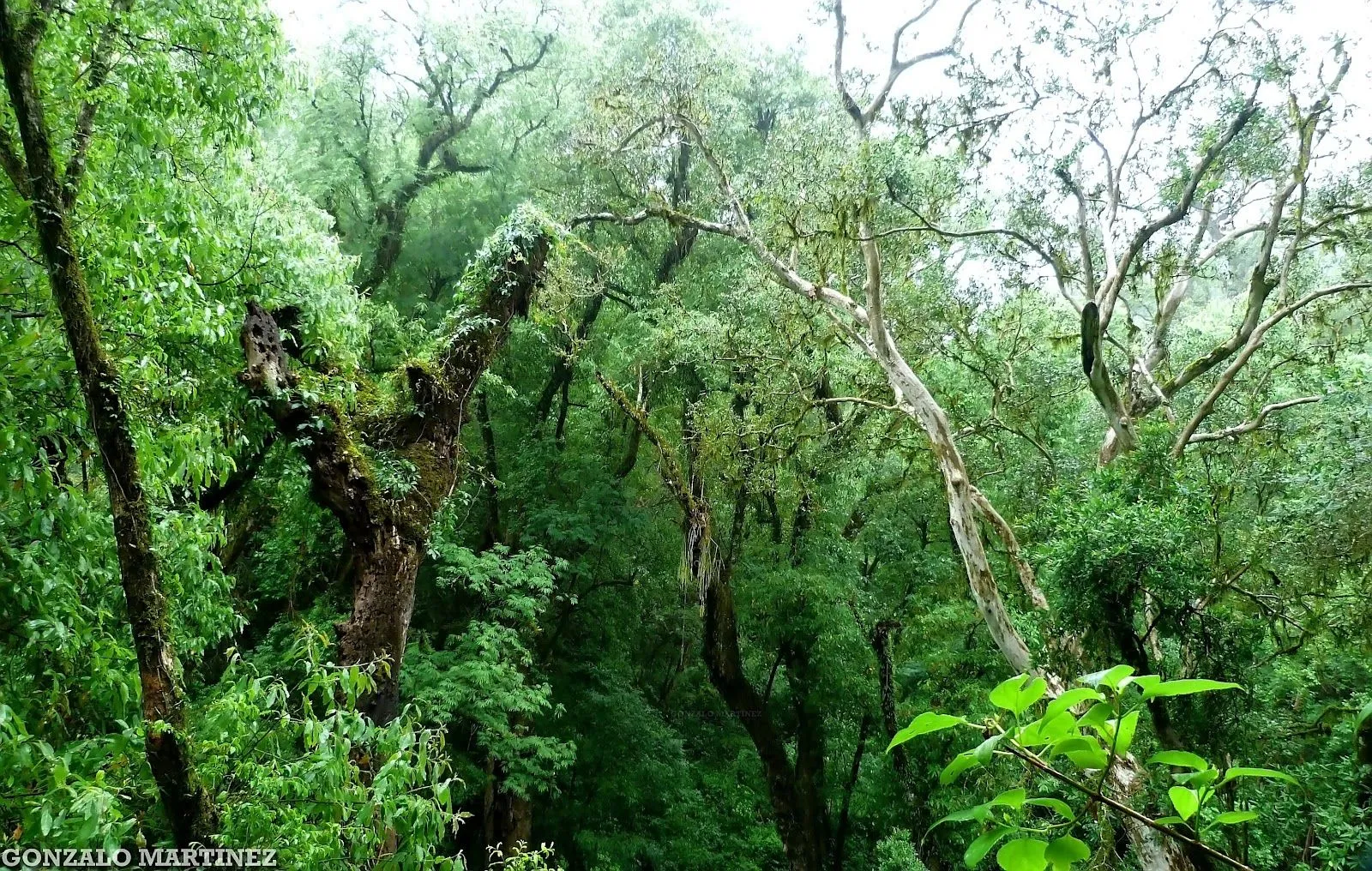 Paisajes Y Naturaleza de Catamarca: Selva de las Yungas