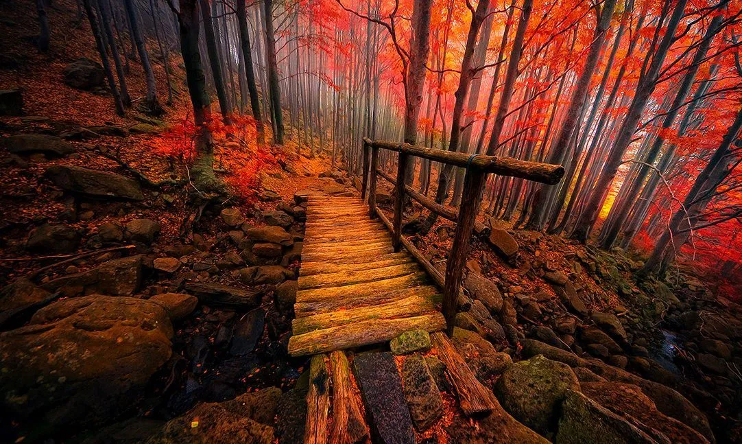 Paisajes de otoño en el bosque - Forest Autumn | Banco de Imagenes