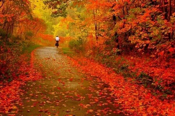 Paisajes de otoño | cuadros | Pinterest | Paisajes