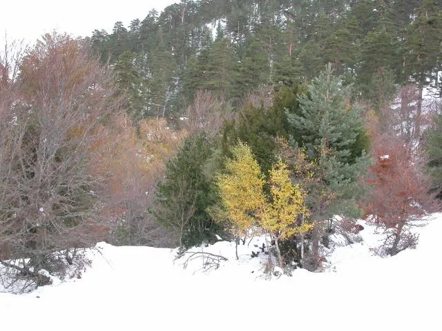 Paisajes de Otoño Nevado