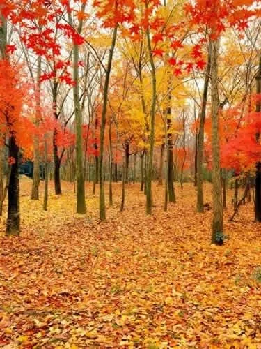 Los paisajes de otoño en la Semana Dorada de Día Nacional <font ...