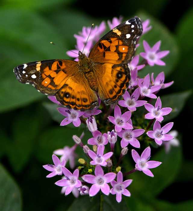  ... de Paisajes con plantas nativas. Jardines para atraer aves y mariposas