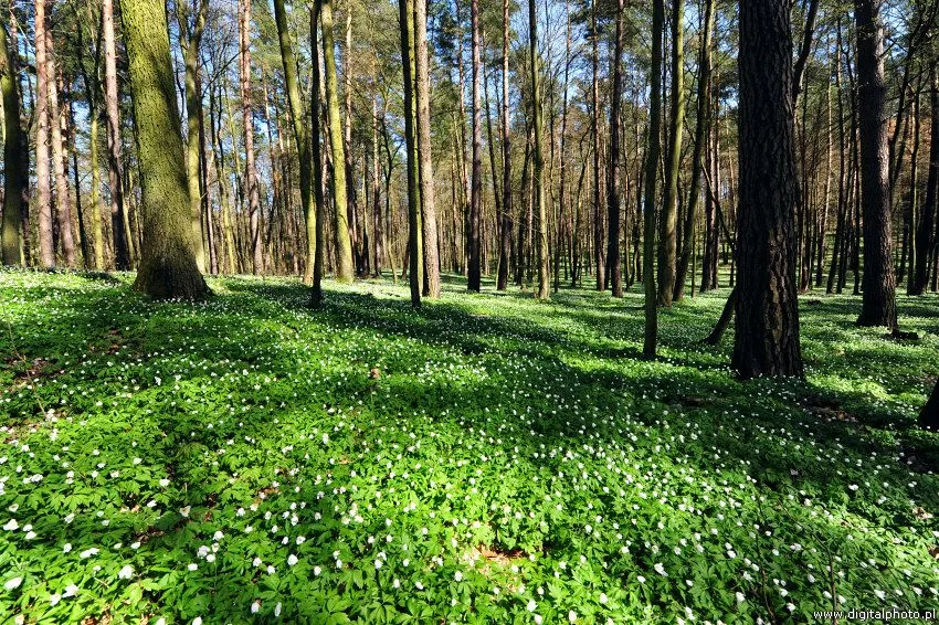 Paisajes primaverales, imágenes de naturaleza | Bosque