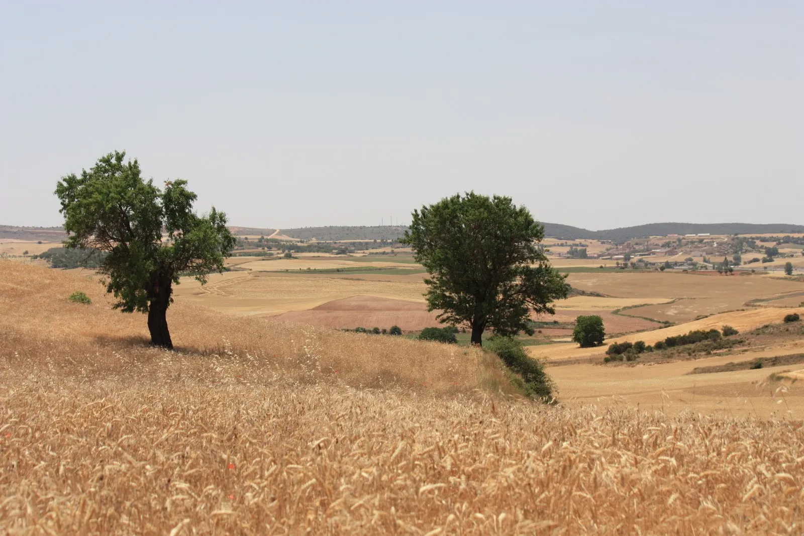 Pajareando: Por la estepa castellana. En las orillas del Arlanza.