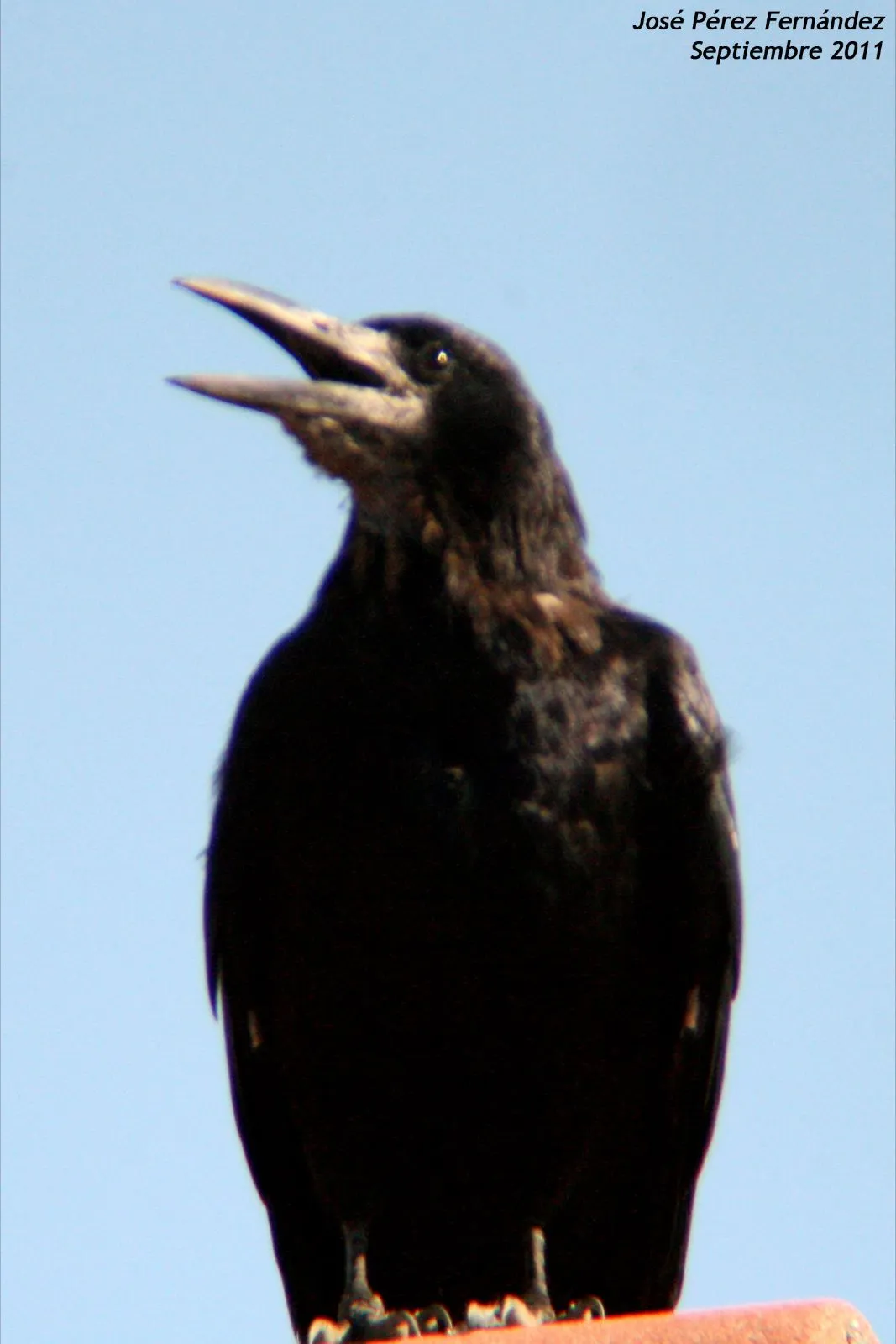 Pajareando: Grajas (Corvus frugilegus) de León (España). Rook ...