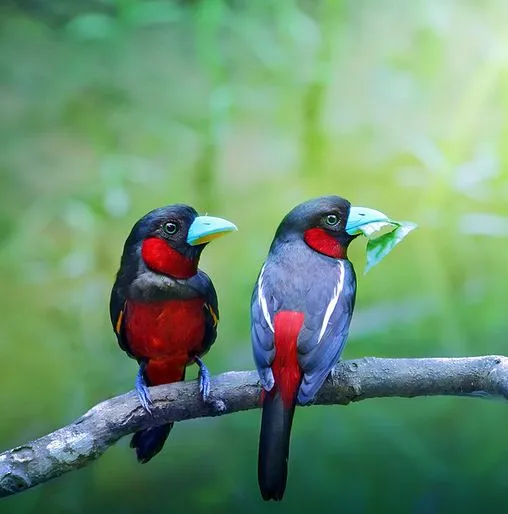 Pajarillos de colores en la selva - Color birds | Banco de Imagenes