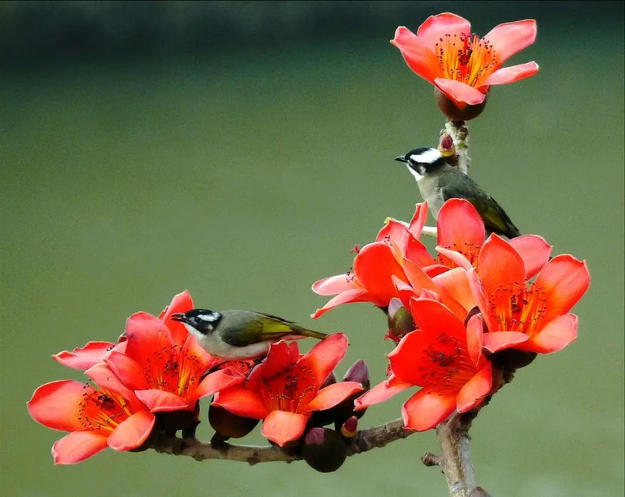 Pajarillos sobre las hermosas flores silvestres del paraíso ...