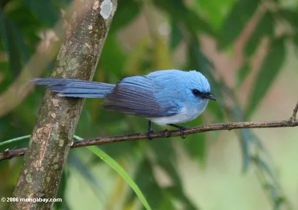 EL PAJARO AZUL | ACTUALIDAD MUSICA Y POEMAS