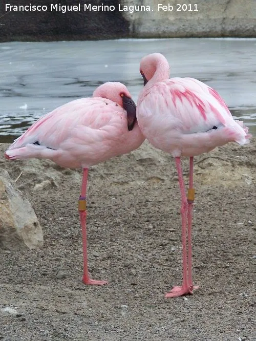 Pájaro Flamenco enano - Phoenicopterus minor