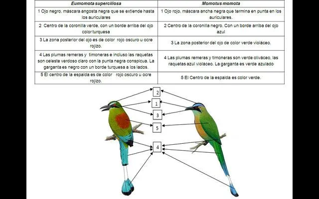 pajaro guardabarranco Colouring Pages (page 3)