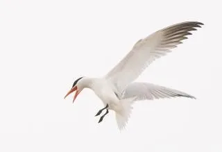 pájaro hermoso volando | Descargar Fotos gratis